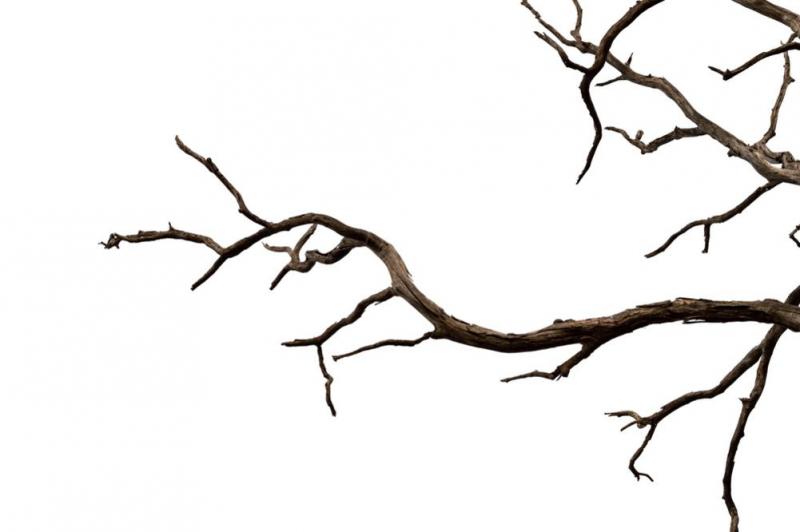 Quand et comment r&eacute;aliser l'&eacute;lagage des arbres &agrave; CLACY-ET-THIERRET ?